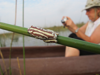 Kujwana Camp: Leopardenfrosch