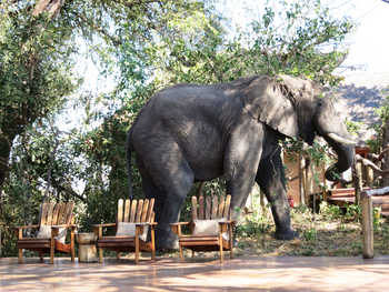 Lagoon Camp Lagoon Camp: Elefant mitten im Camp