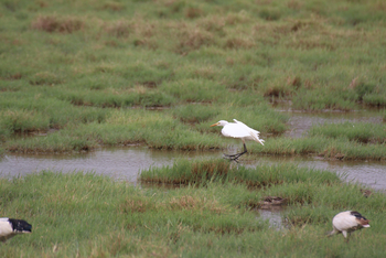 Lake Nakuru Sopa Lodge Lake Nakuru Sopa Lodge: Landender Kuhreiher