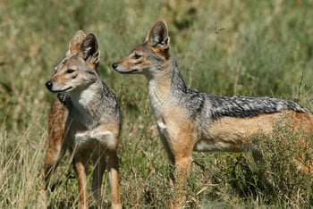 Legendary Mwiba Lodge: Black-backed Jackal