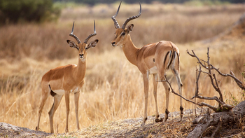 Lianshulu Lodge Lianshulu Lodge: Impalas