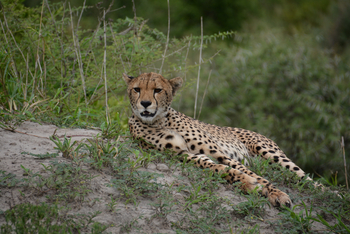 Little Chem Chem: Ruhender Gepard