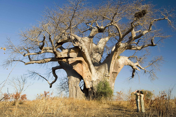 Luangwa Bush Camping Luangwa Bush Camping: Baobab