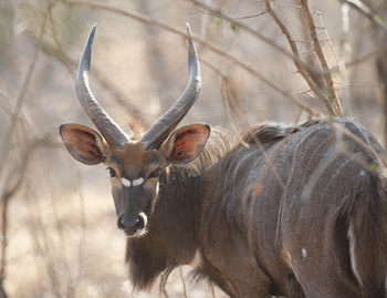 Mkulumadzi Lodge: Männliches Nyala