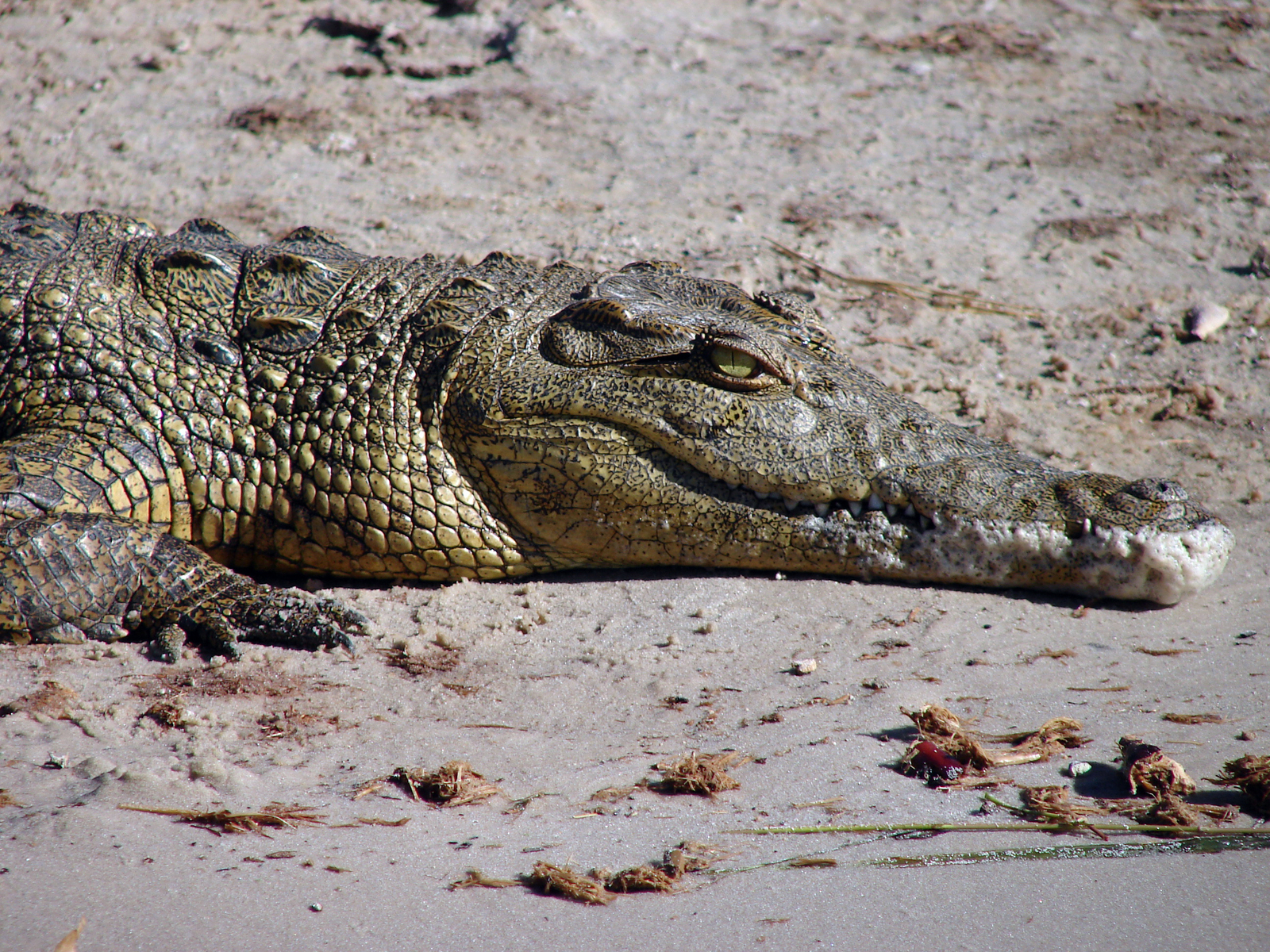 Muchenje Safari Lodge Muchenje Safari Lodge: Krokodil