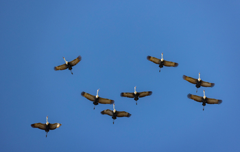 Camp Kalahari Camp Kalahari: Klunkerkraniche