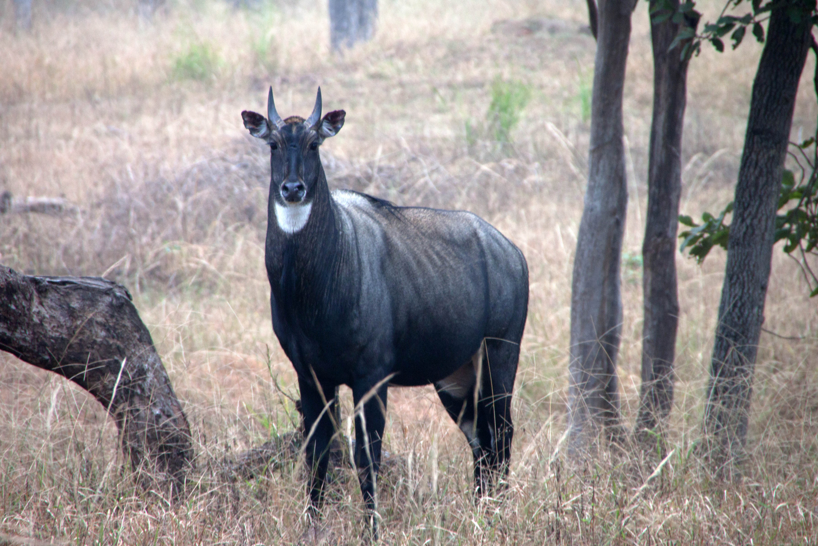 Pench Jungle Camp Pench Jungle Camp