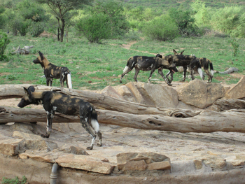 Saruni Samburu: Underground Hide
