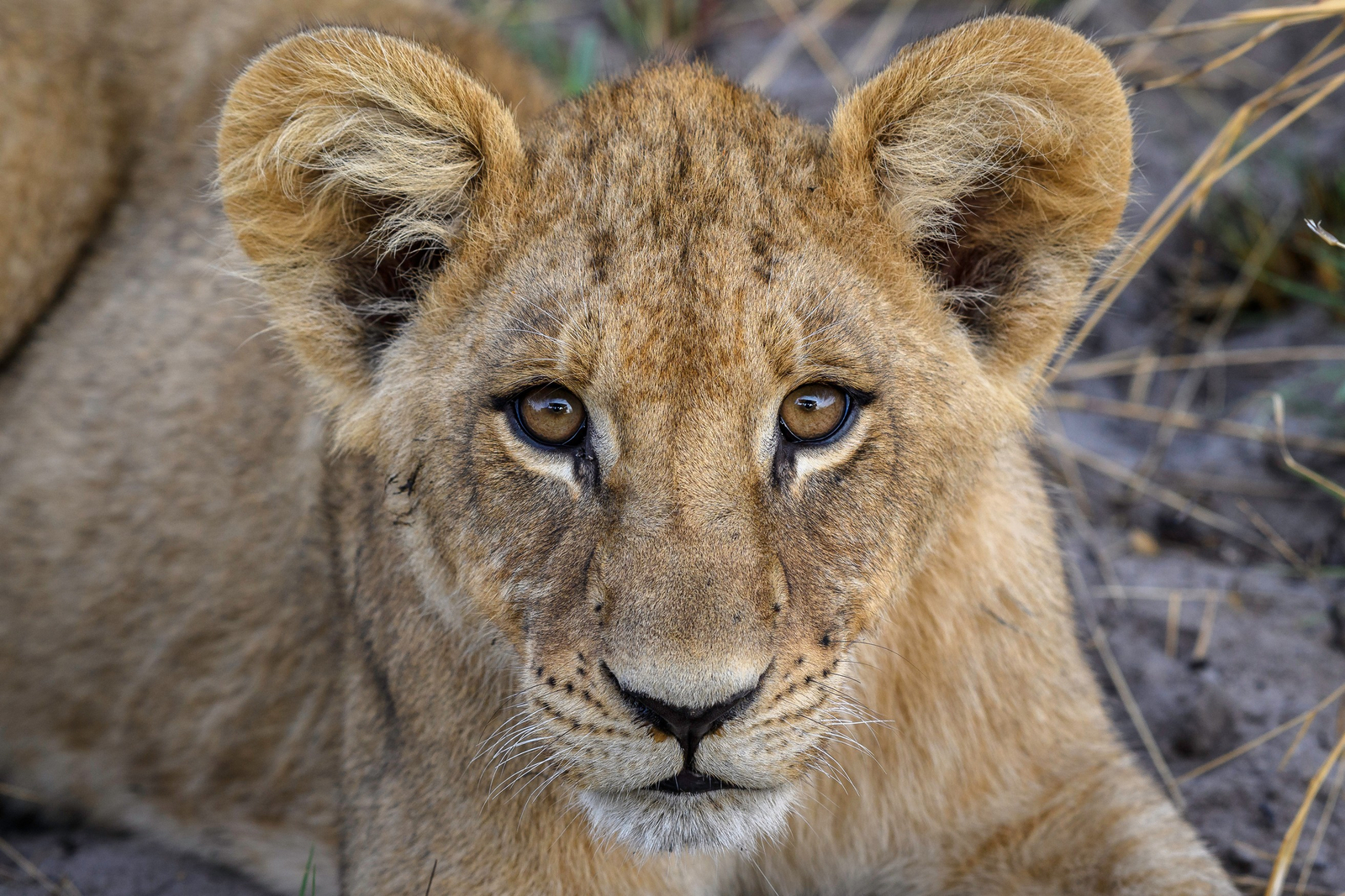 Seba Camp Seba Camp: Junger Löwe