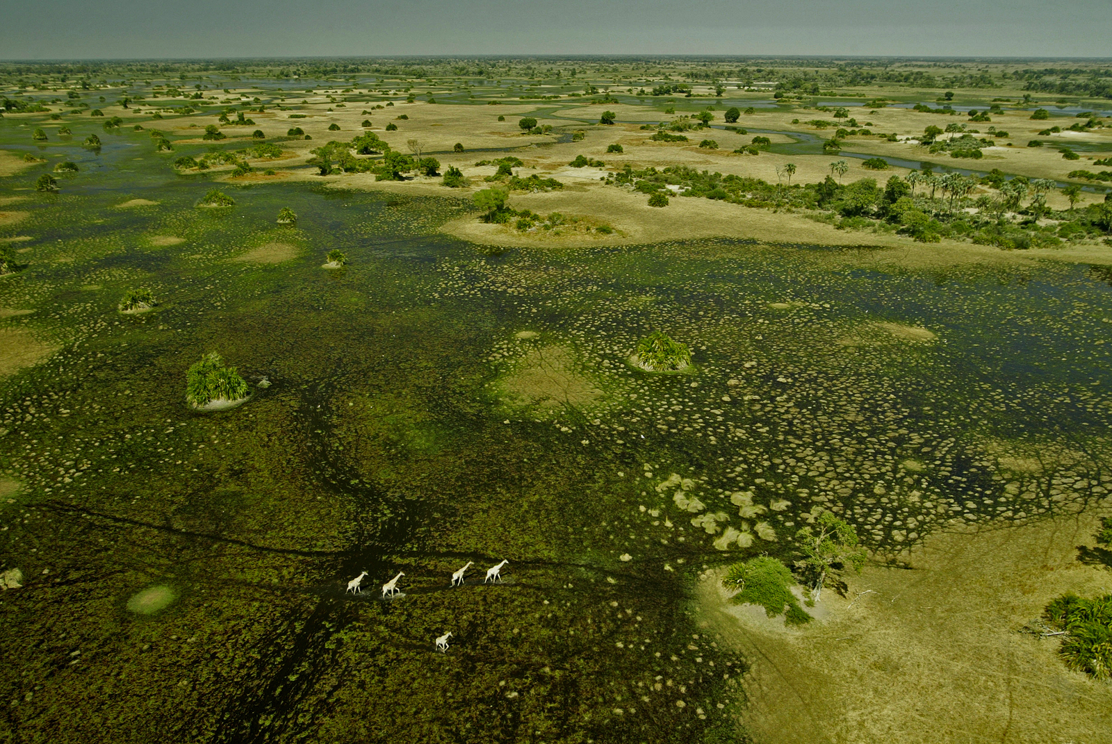 Selinda Camp Selinda Camp