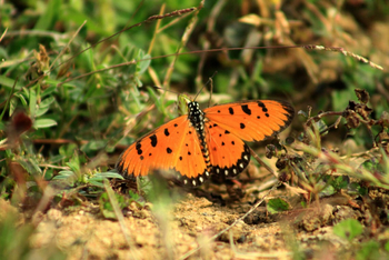 Svasara Jungle Lodge: Tawny Coster (Acraea terpsicore)