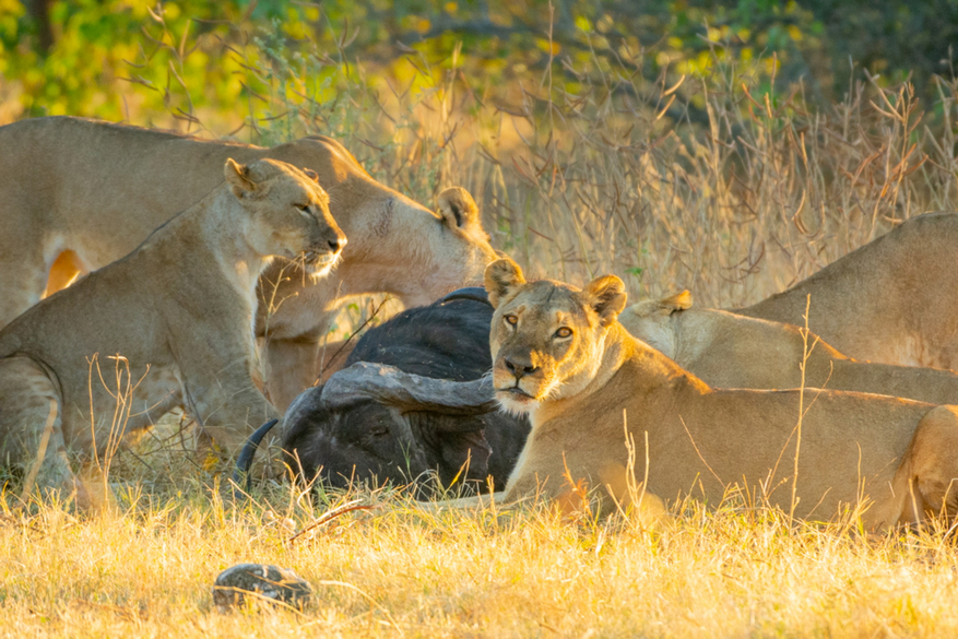 UOBS Chobe National Park