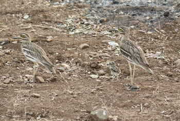 Blackbuck Safari Lodge: Indischer Triel