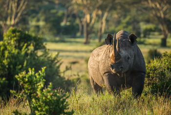 Borana Lodge Borana Lodge: Nashorn frontal