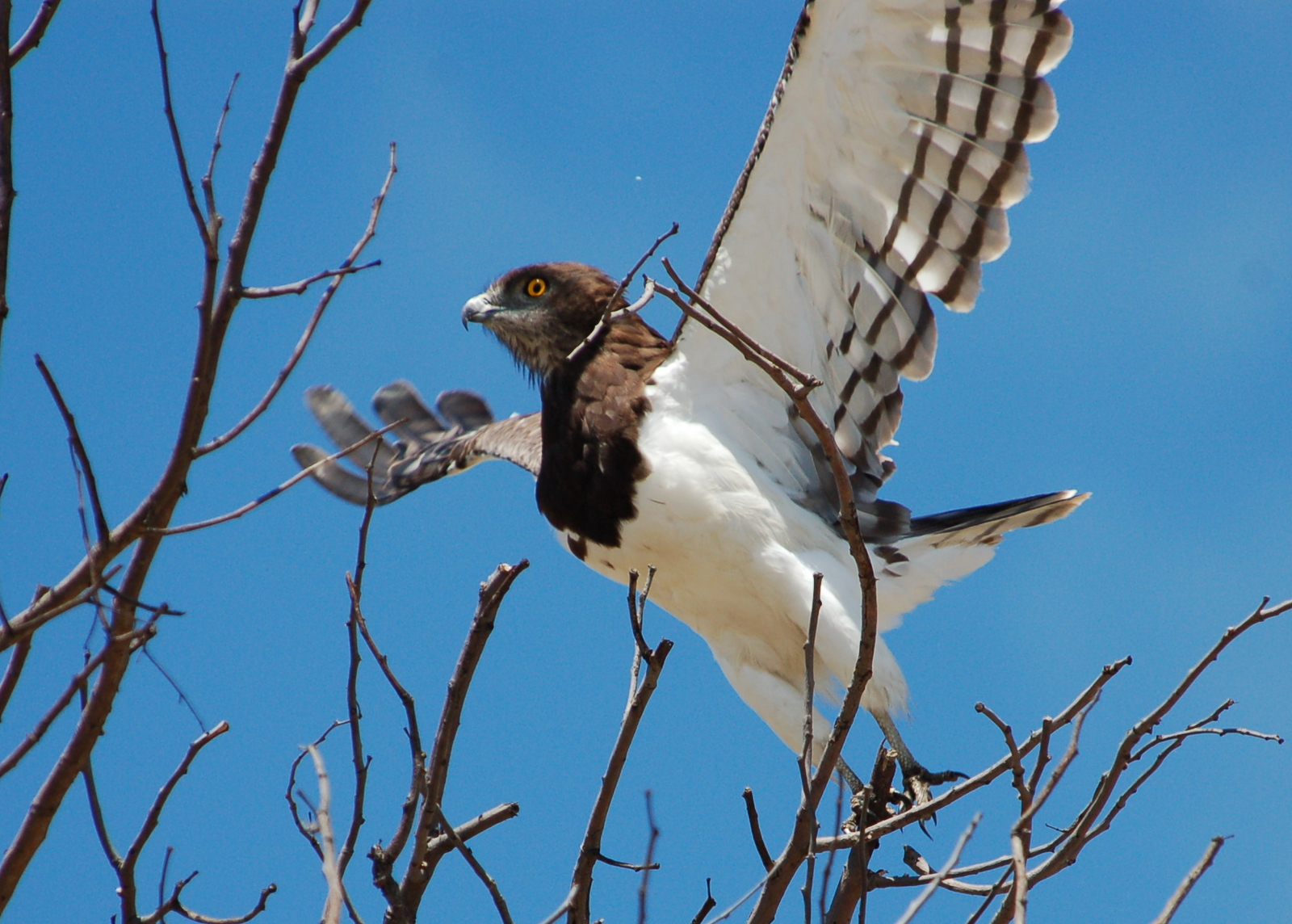Bushman Plains Camp Bushman Plains Camp: Black Chested Snake Eagle