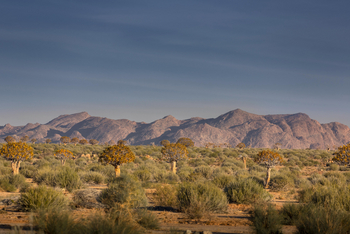 Canyon Lodge: Köcherbäume