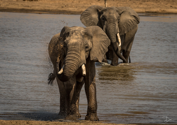 Chikunto Safari Lodge Chikunto Safari Lodge: Elefanten im Fluss