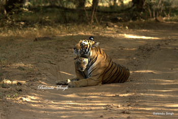 Dev Vilas: Tigerin mit Jungtier