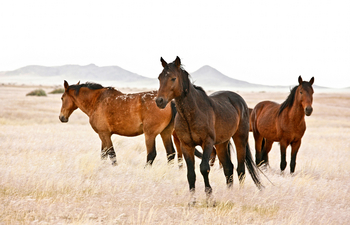 Eagle's Nest Chalets: Wilde Pferde