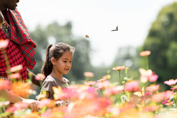 Governors' Camp: Schmetterlingszählung