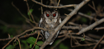 Jim's Jungle Retreat: Himalayan Owl