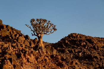 Kanaan Desert Retreat: Quiver Tree