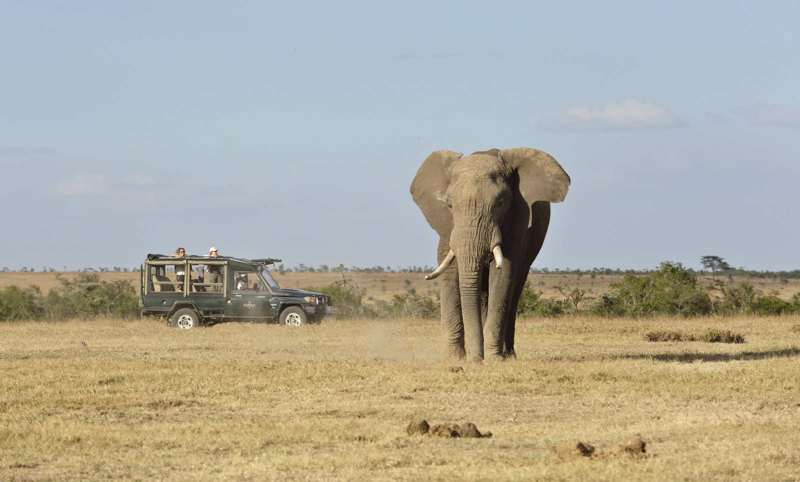 Kicheche Laikipia Camp Kicheche Laikipia Camp: Elefantenbulle