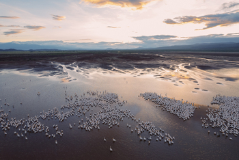 Kisima Ngeda Camp: Pelikanschwärme