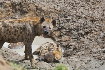Konkamoya Lodge: Tüpfelhyäne