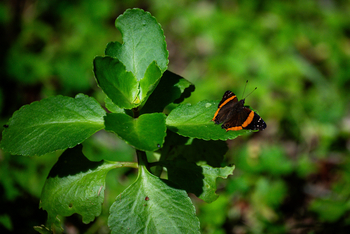 Koroi Forest Camp: Admiral