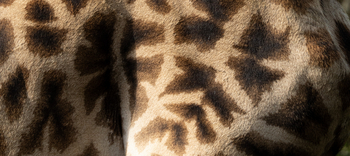 Koroi Forest Camp: Giraffenhaut