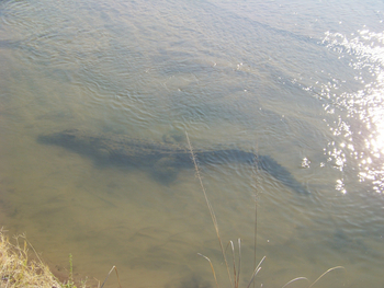 Kutandala Camp: Untergetauchtes Krokodil