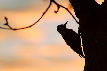 Lagoon Camp Lagoon Camp: Specht