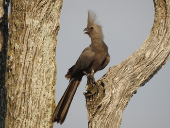 Lebala Camp Lebala Camp: Go-away-Bird Mousebird