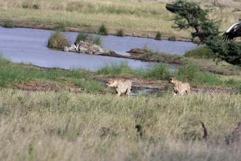 Lemala Ewanjan Tented Camp: Geparden