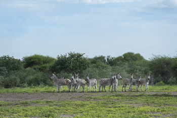 Leopard Plains: Zebraherde