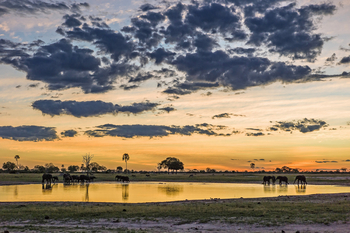 Linkwasha Camp Linkwasha Camp: Ngamo Pan