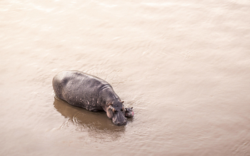 Little Governors' Camp: Ballon-Safari