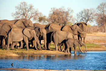 Little Makalolo Camp Little Makalolo Camp: Elefanten an der Tränke