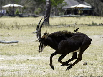 Little Makalolo Camp Little Makalolo Camp: Irritierte Rappenantilope