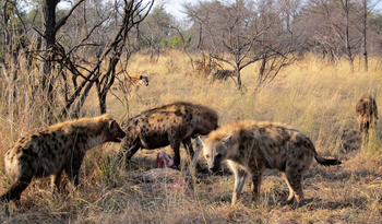 Macatoo Camp: Hyänen