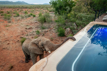 Madikwe Hills Private Game Lodge: Elefanten Trinken Morgens am Pool