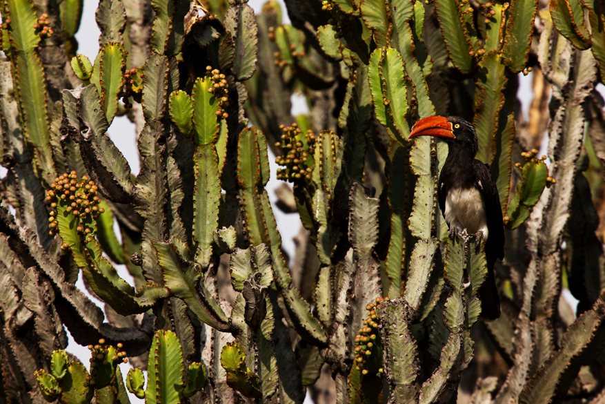 Mara Toto Tree Camp