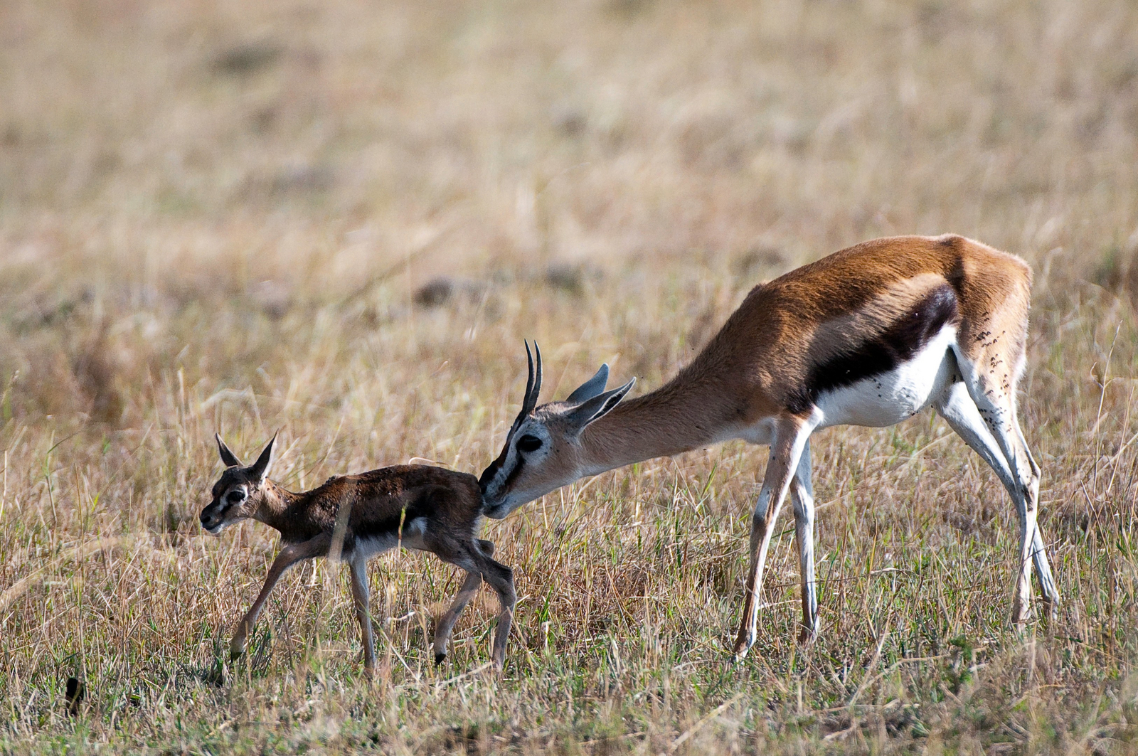Mara Toto Tree Camp Mara Toto Tree Camp: Neugeborene Thomsongazelle