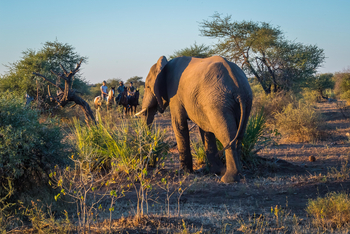 Mashatu Game Reserve: Reiten - Elefant
