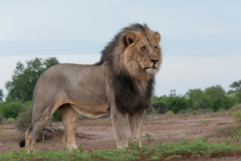 Mashatu Game Reserve: Seine Majestät