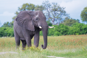 Moanachira Flood Plains: Elefant