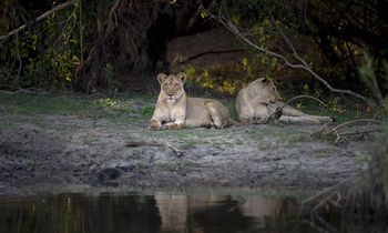 Ntemwa Busanga Bushcamp Ntemwa Busanga Bushcamp: Löwinnen