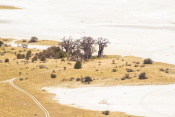 Nxai Pan Camp: Luftbild - Baines Baobab