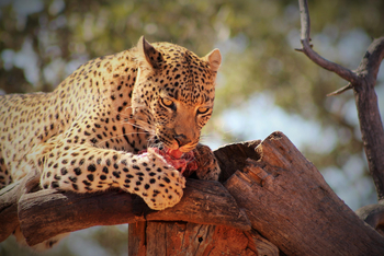 Okonjima Plains Camp: Leopard